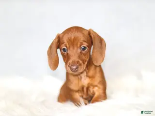 Miniature Dachshund dogs Clara - Ad 26