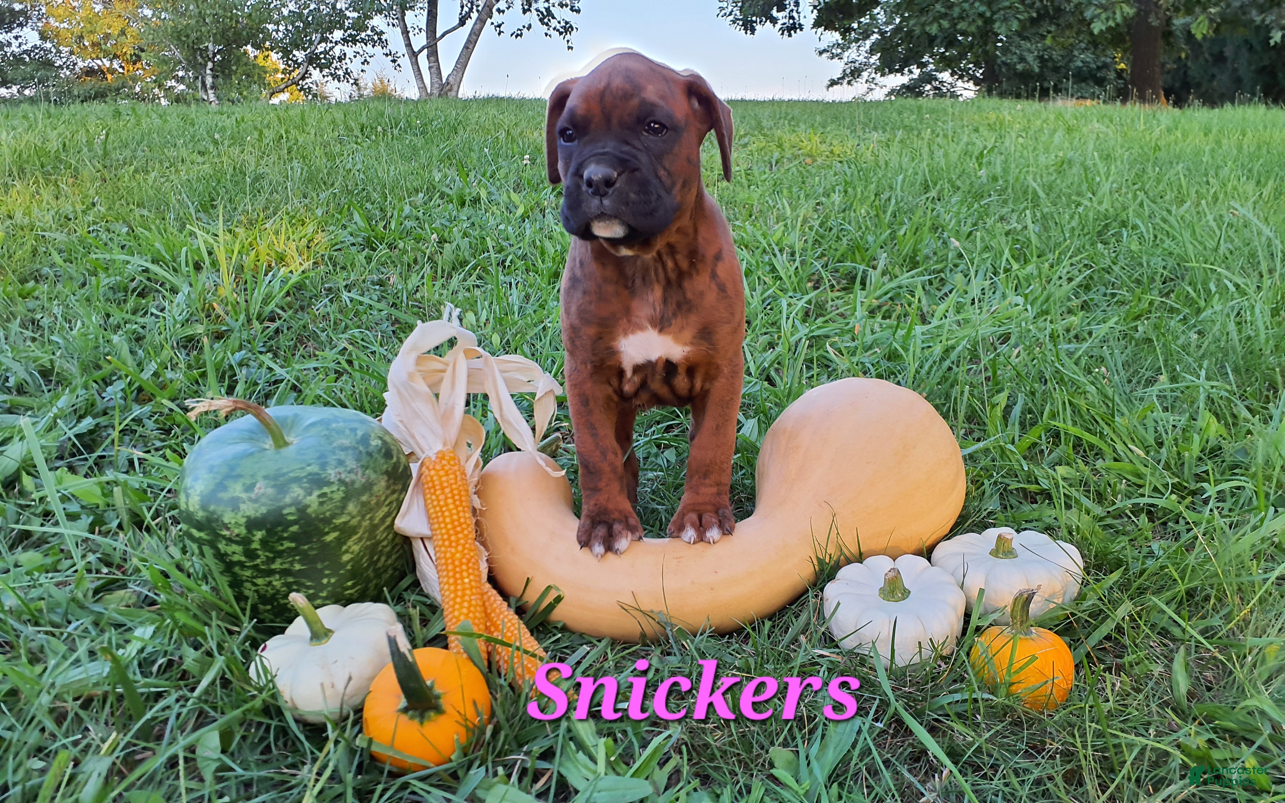 Boxer dogs Snickers AKC - Ad 1