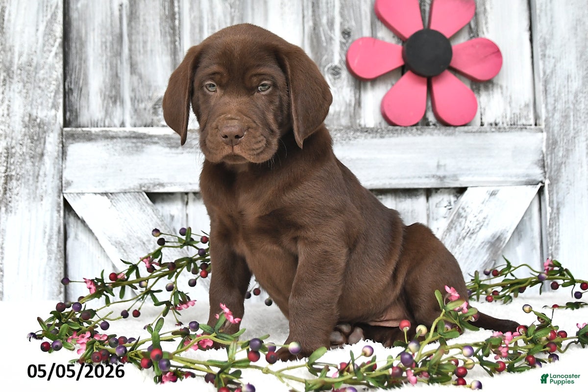 Labrador Retriever dogs Drew - Ad 2