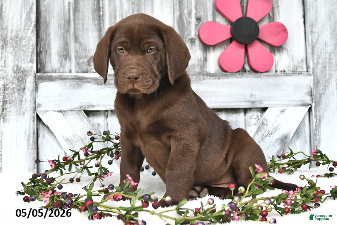 Labrador Retriever dogs for sale: Drew - Ad 2