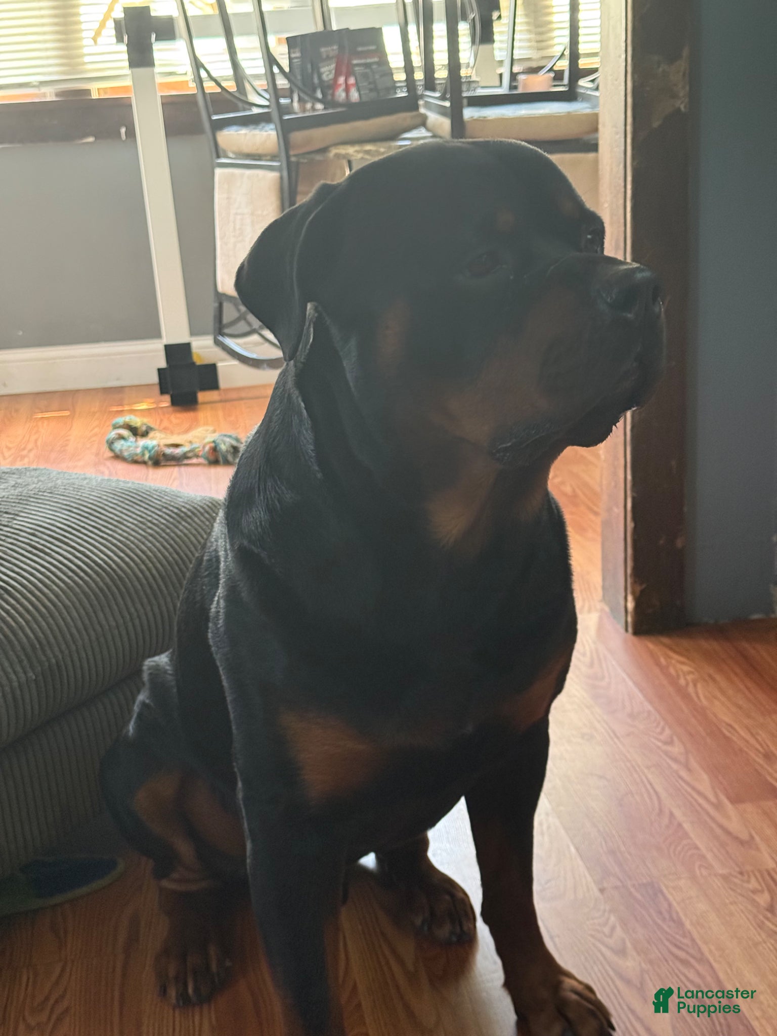 Rottweiler dogs Damu  - Ad 2