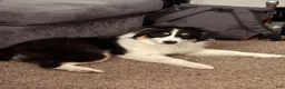 Australian Shepherd dogs for sale: Banjo the Aussie - Ad 5