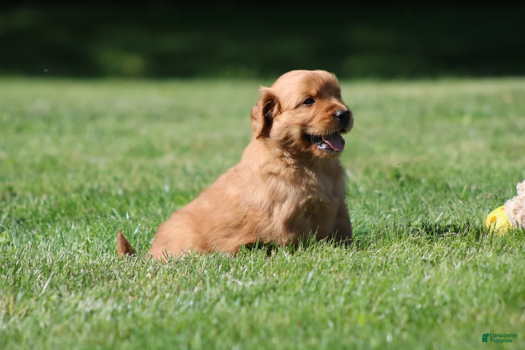 Golden Retriever dogs for sale: Finn - Ad 1