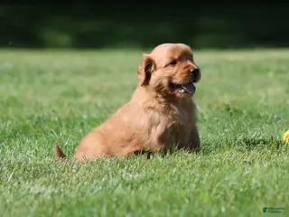 Golden Retriever dogs for sale: Finn - Ad 2