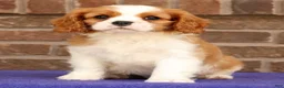 Cavalier King Charles Spaniel dogs for sale: Silas - Ad 6