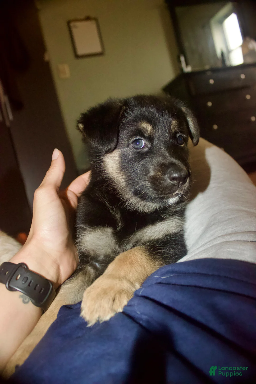 Gerberian Shepsky dogs for sale: Valkyrie - Ad 2