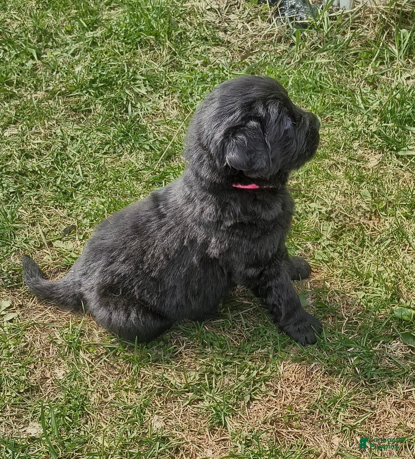 Newfoundland dogs Pink collar  - Ad 4