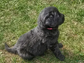 Newfoundland dogs Pink collar - Ad 4