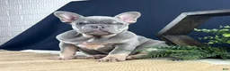 French Bulldog dogs for sale: Bud - Ad 4