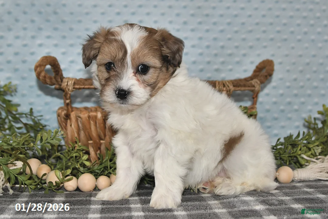 Havapoo dogs for sale: Enzo - Ad 2