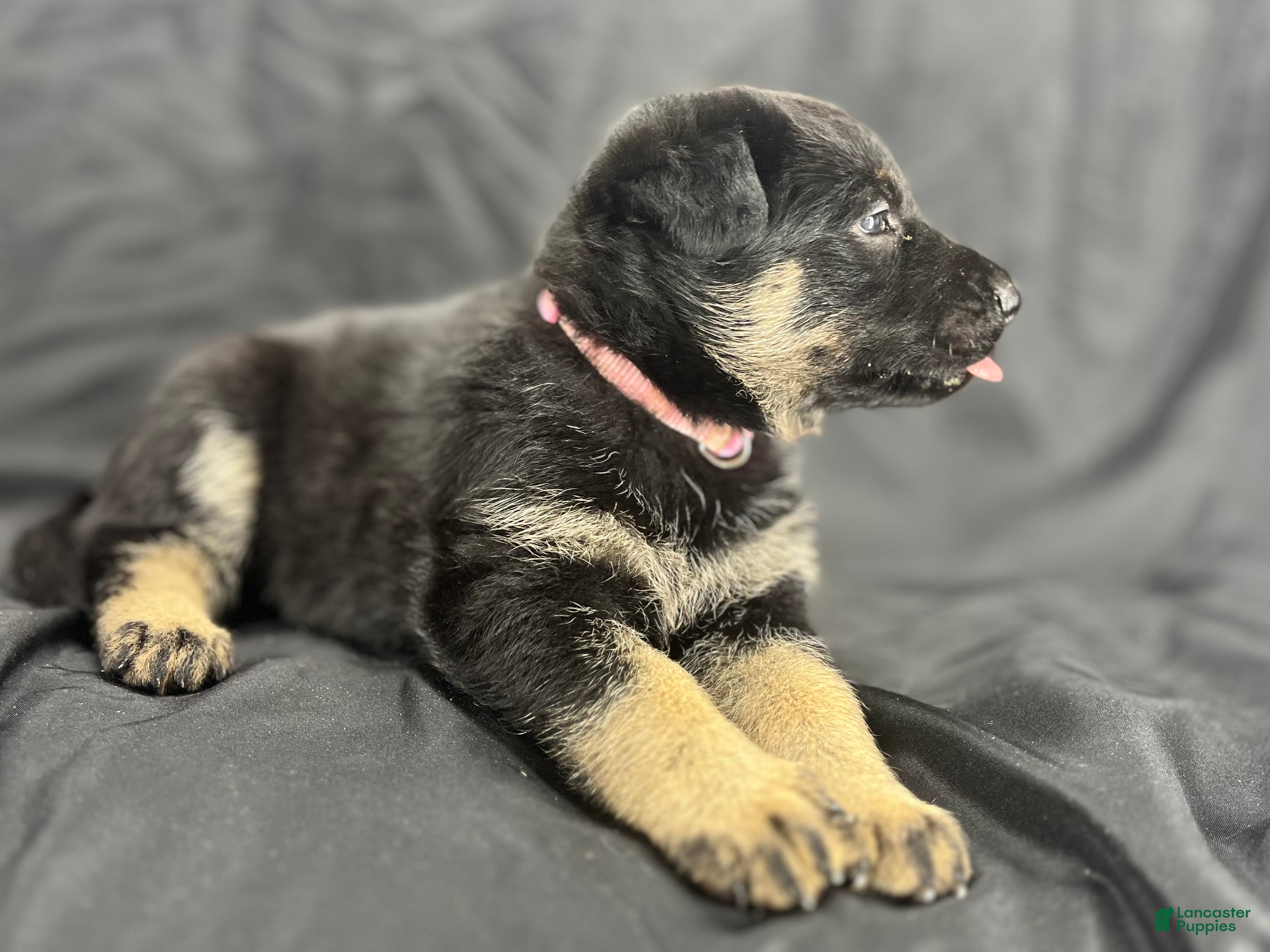 German Shepherd dogs Lucy - Ad 1