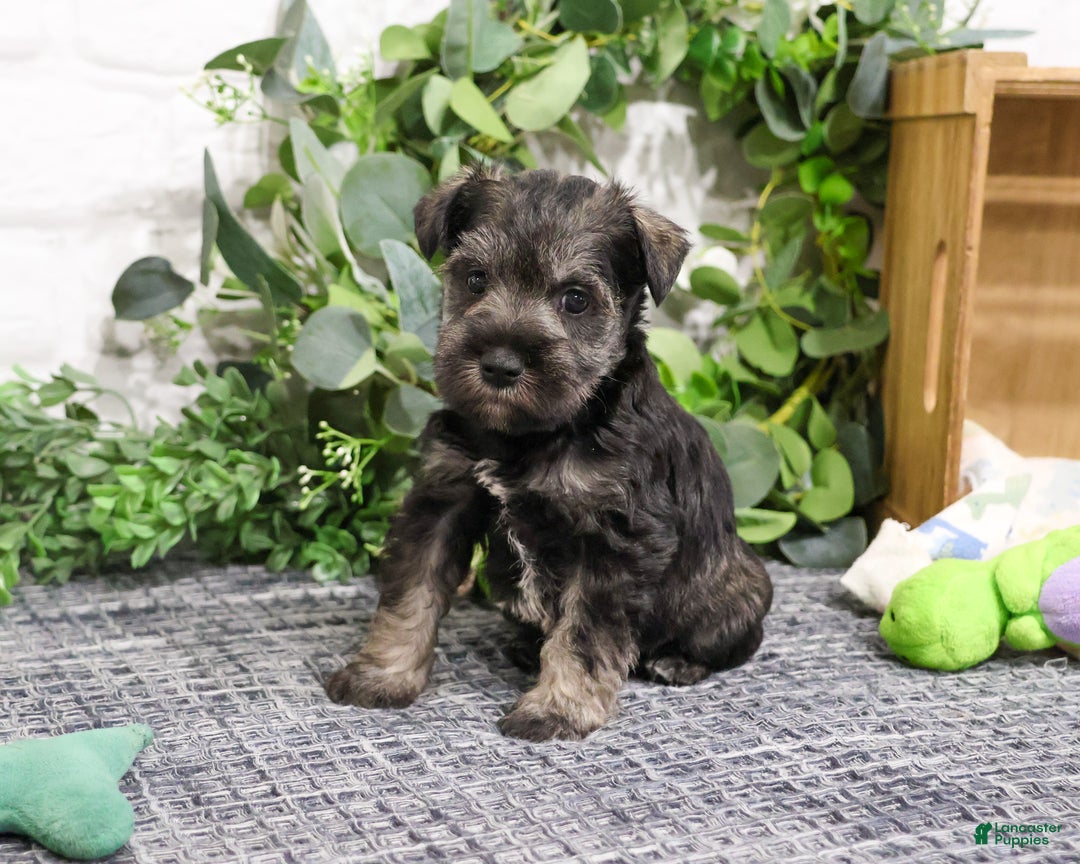 Miniature Schnauzer dogs for sale: Wayne - Ad 9