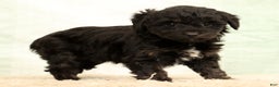 Mini Aussiedoodle dogs for sale: Sally - Ad 3