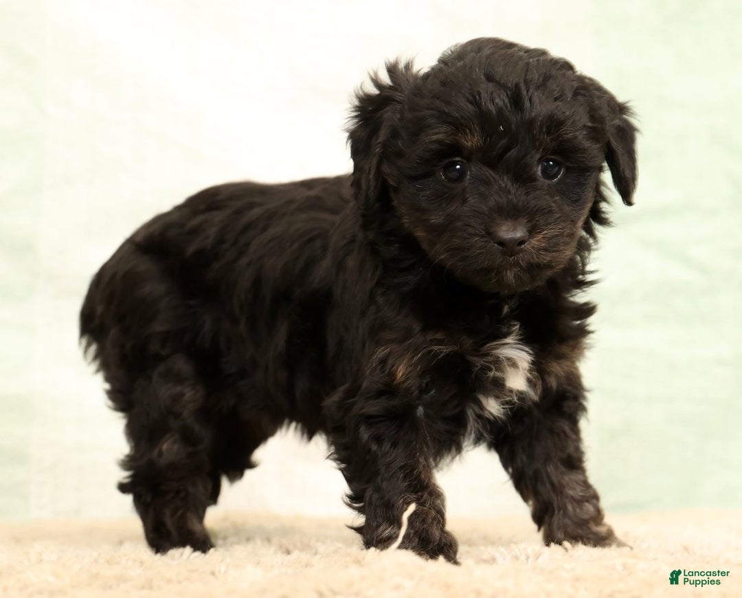 Mini Aussiedoodle dogs for sale: Sally - Ad 3