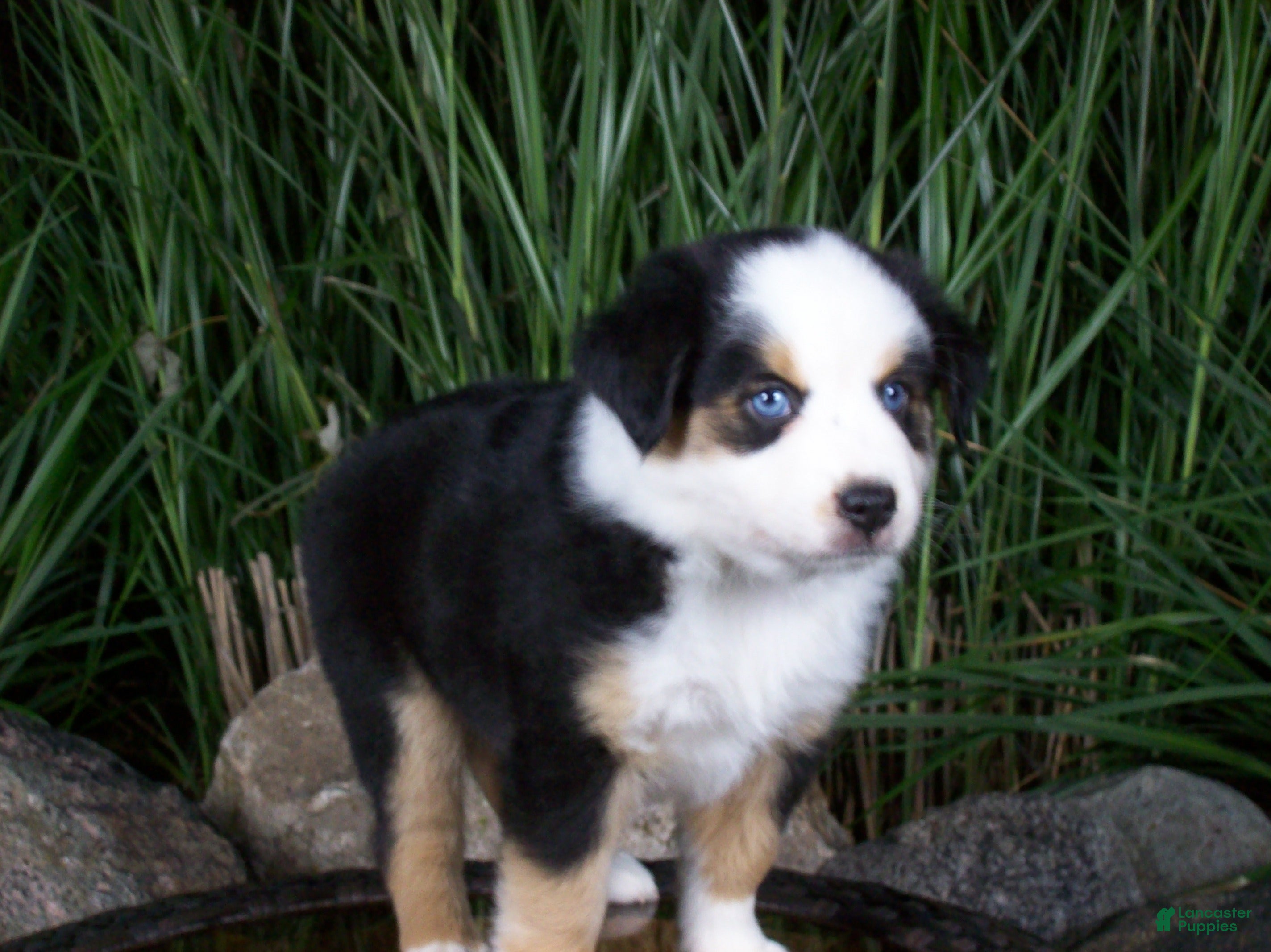 Miniature Australian Shepherd dogs Rex - Ad 1
