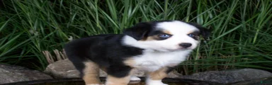Rex