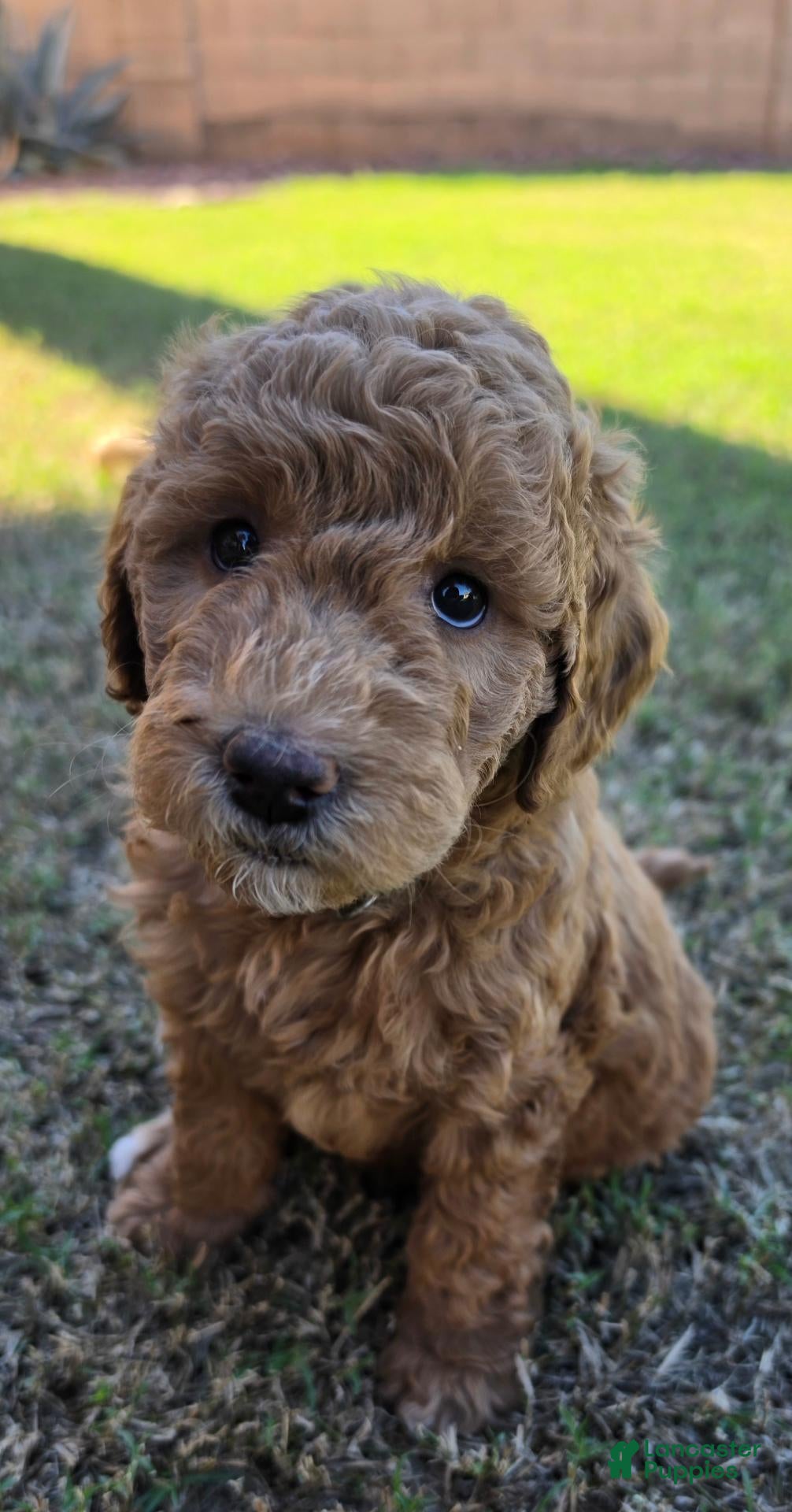 Mini Goldendoodle dogs for sale: Johnny (30-35 pounds) - Ad 2