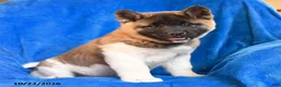 Akita dogs for sale: Susan - Ad 4