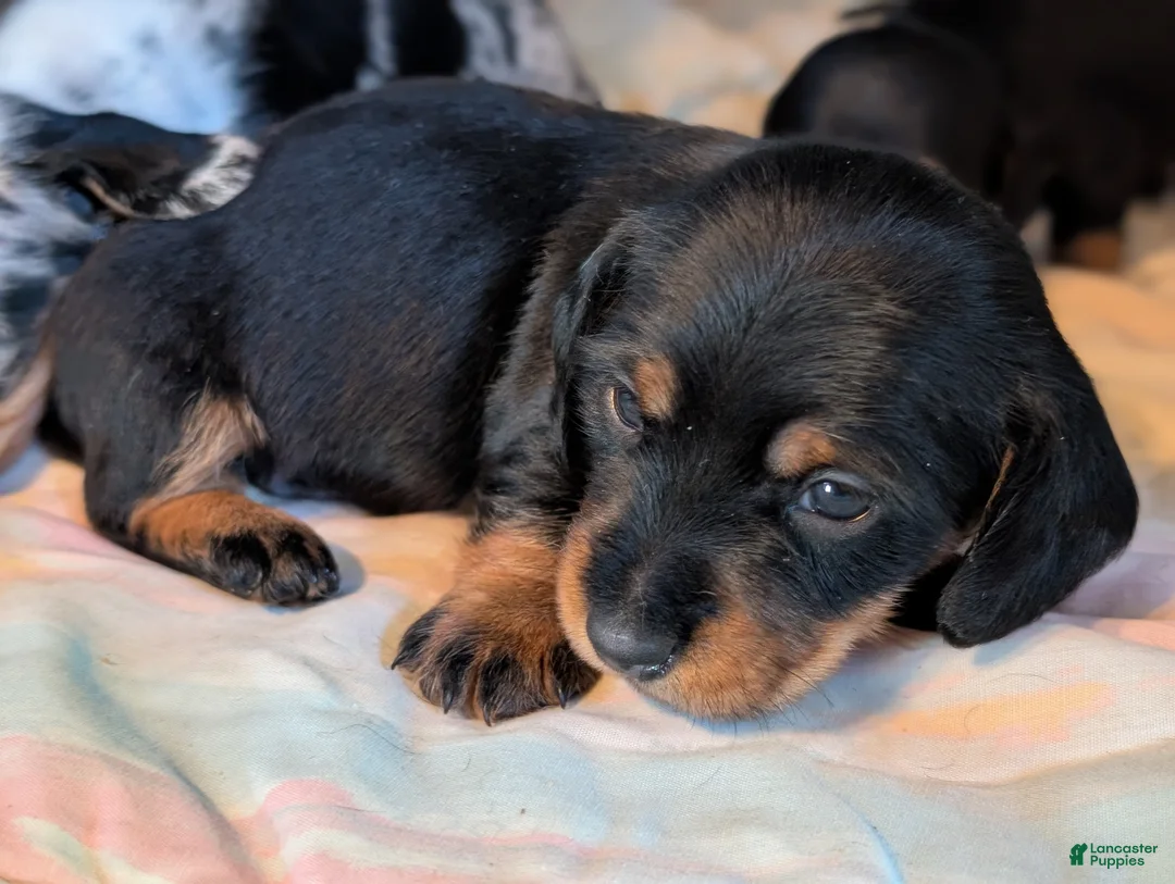 Miniature Dachshund dogs for sale: Black and tan Miniature Dachshund Puppy 1 - Ad 7