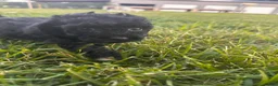 Toy Poodle dogs for sale: Toy Poodle 4 - Ad 3