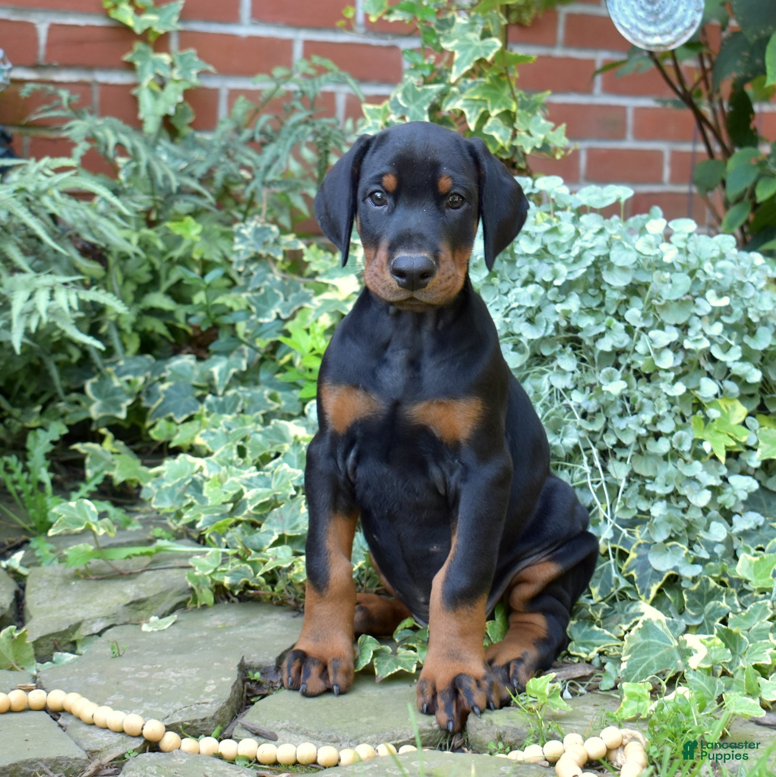 Doberman Pinscher dogs Summit - Ad 2