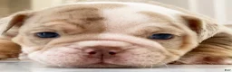 English Bulldog dogs for sale: ERNEST - Ad 14