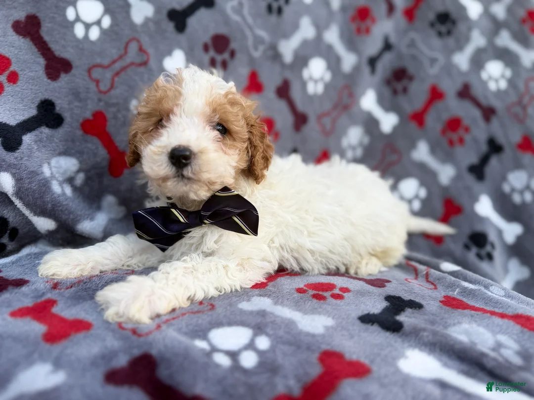 Cavapoo dogs for sale: Lincoln - Ad 8