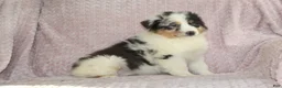Australian Shepherd dogs for sale: Pixie  - Ad 8