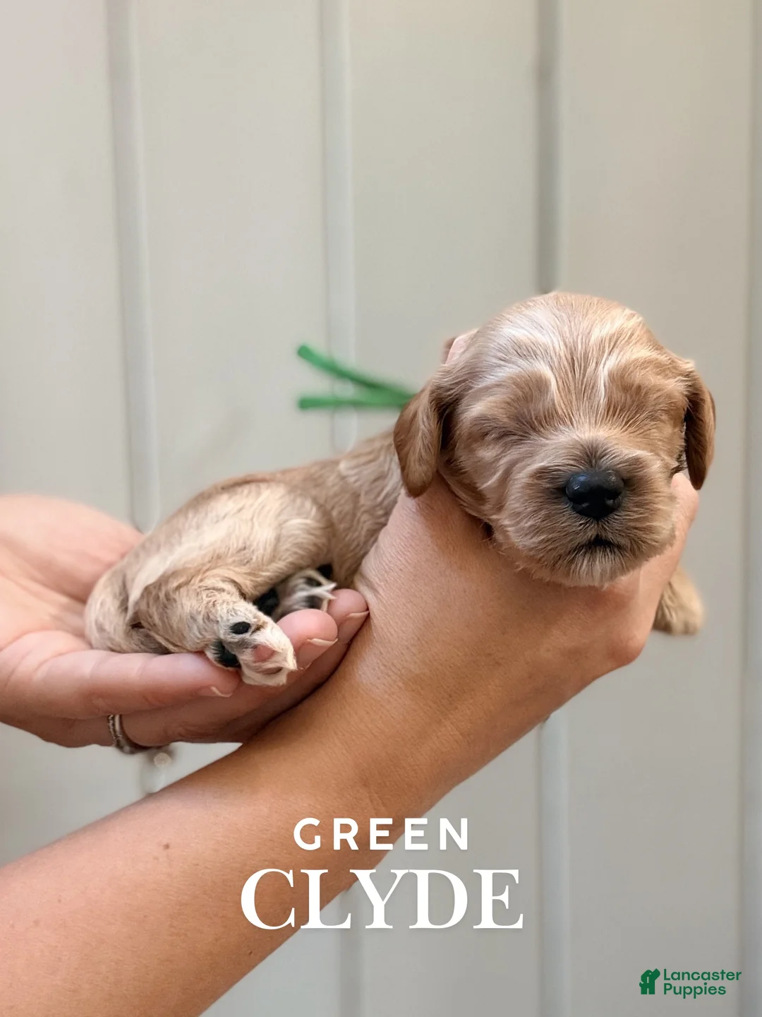 Cockapoo dogs for sale: "Clyde" Cockapoo  - Ad 1