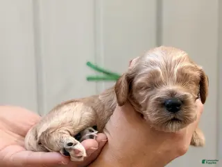 Cockapoo dogs for sale: "Clyde" Cockapoo - Ad 1