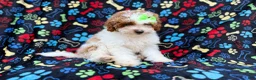 Miniature Poodle dogs for sale: Candy - Ad 6