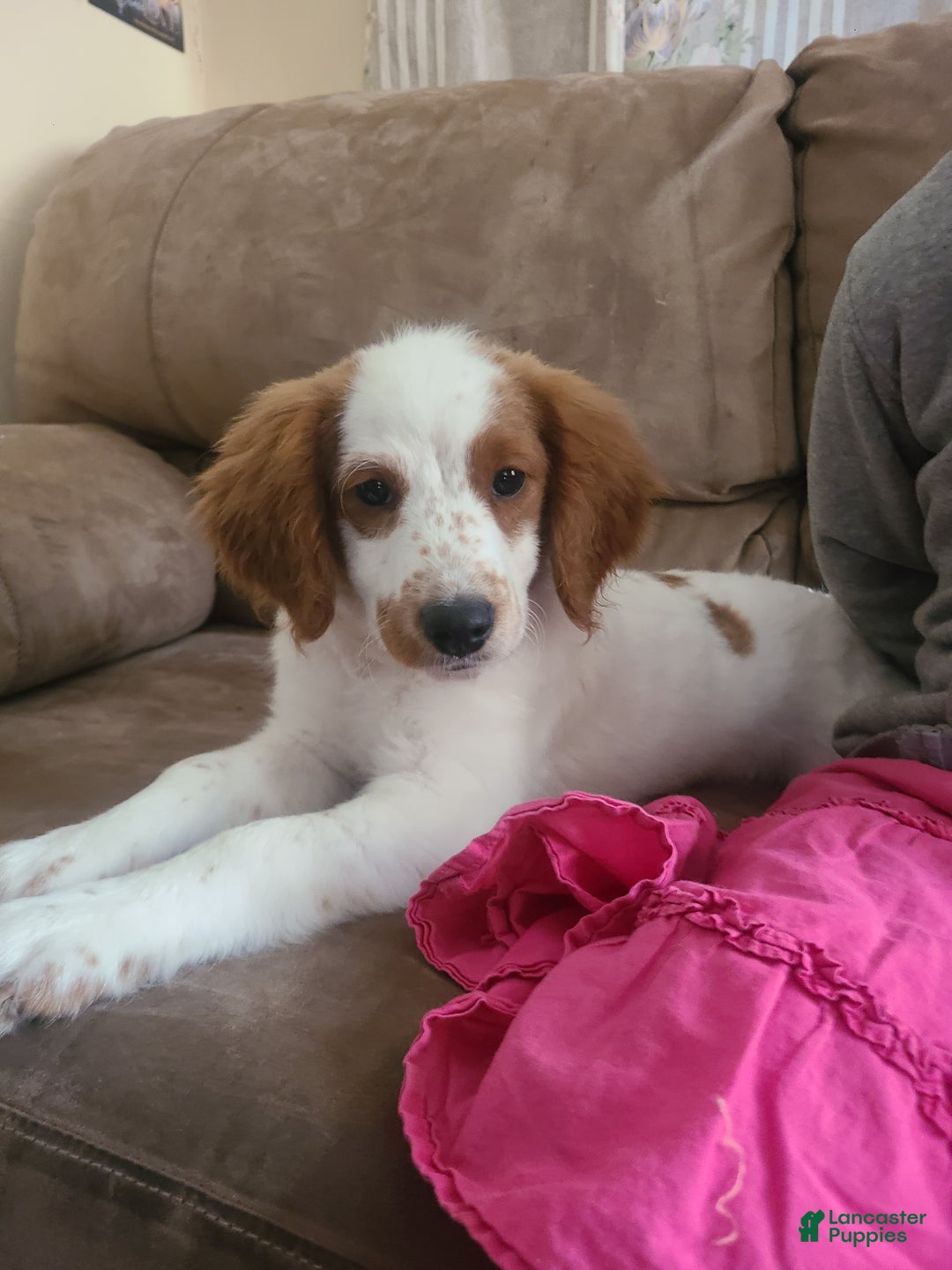 Mini Goldendoodle dogs for sale: Jet - Ad 11