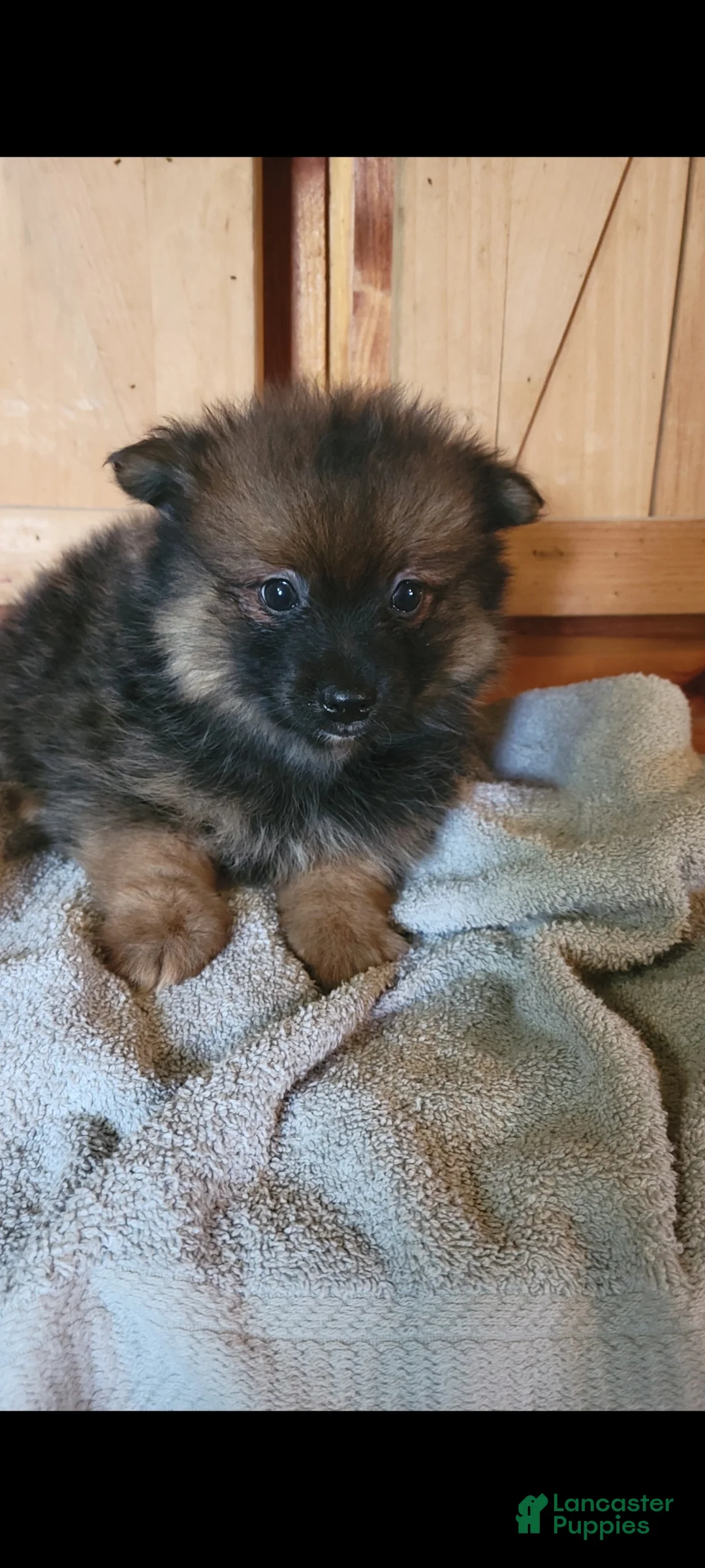 Pomeranian dogs for sale: Bruce - Ad 2