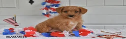 Toy Poodle dogs for sale: Sunny - Ad 3