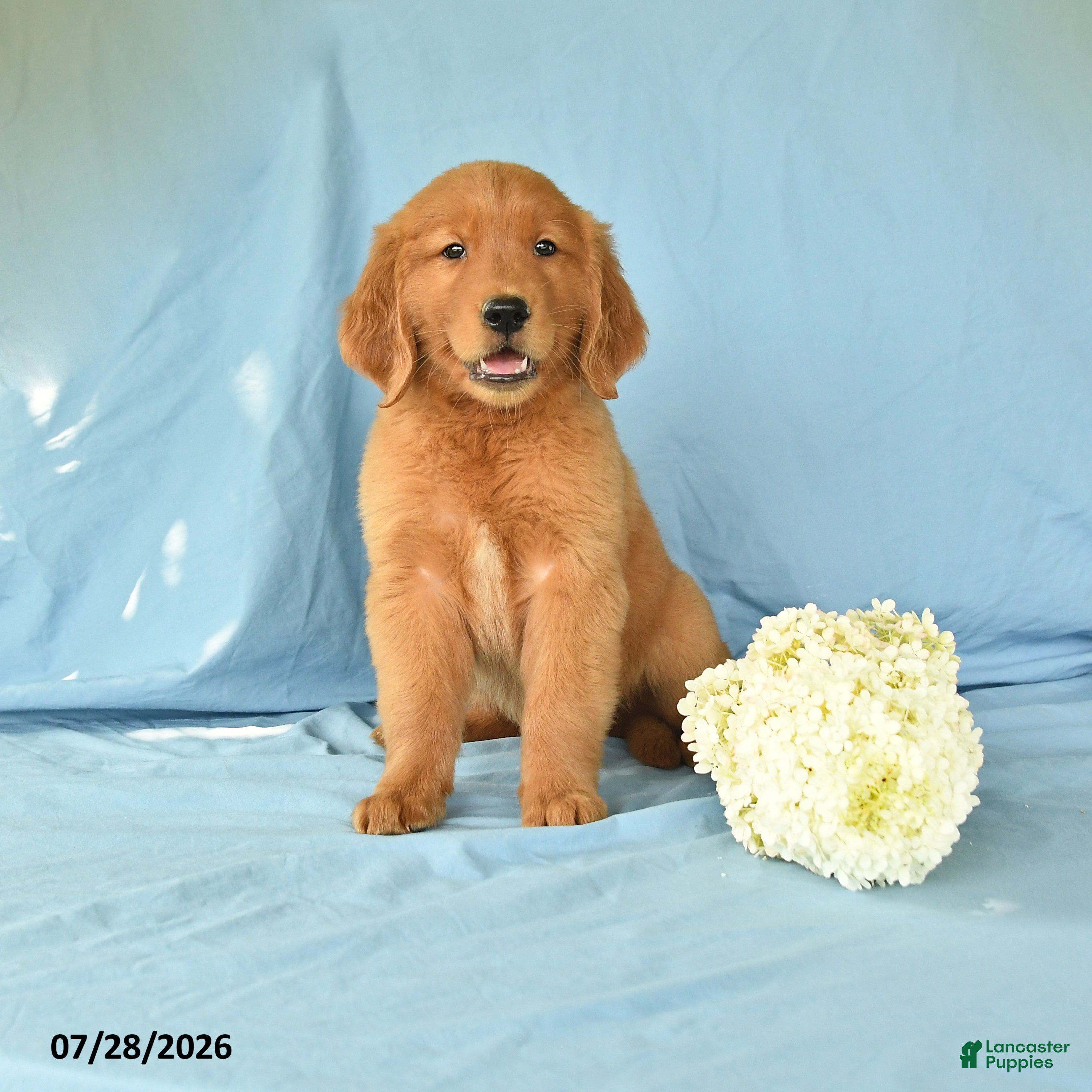 Golden Retriever dogs for sale: Macy - Ad 2