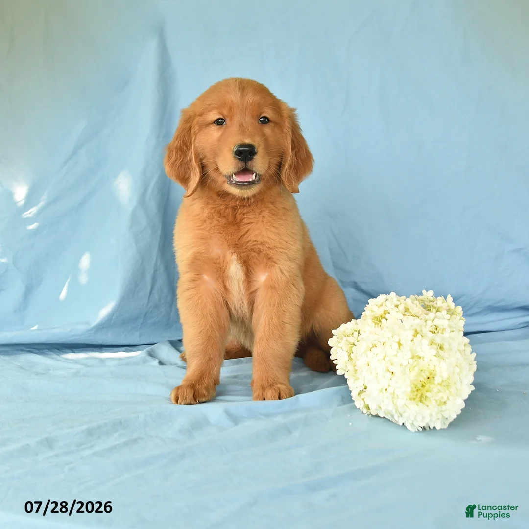 Golden Retriever dogs for sale: Macy - Ad 1
