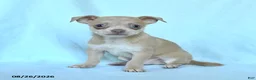 Chihuahua dogs for sale: Otis - Ad 3