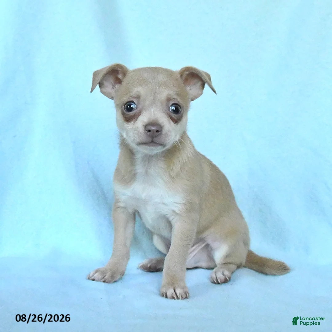 Chihuahua dogs for sale: Otis - Ad 3