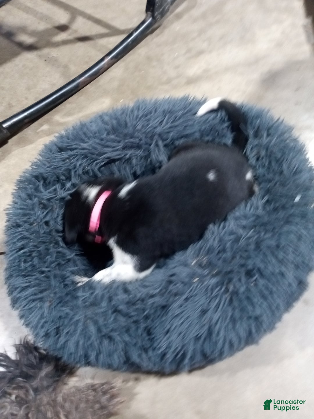 Mixed Breed dogs for sale: Belle - Ad 3