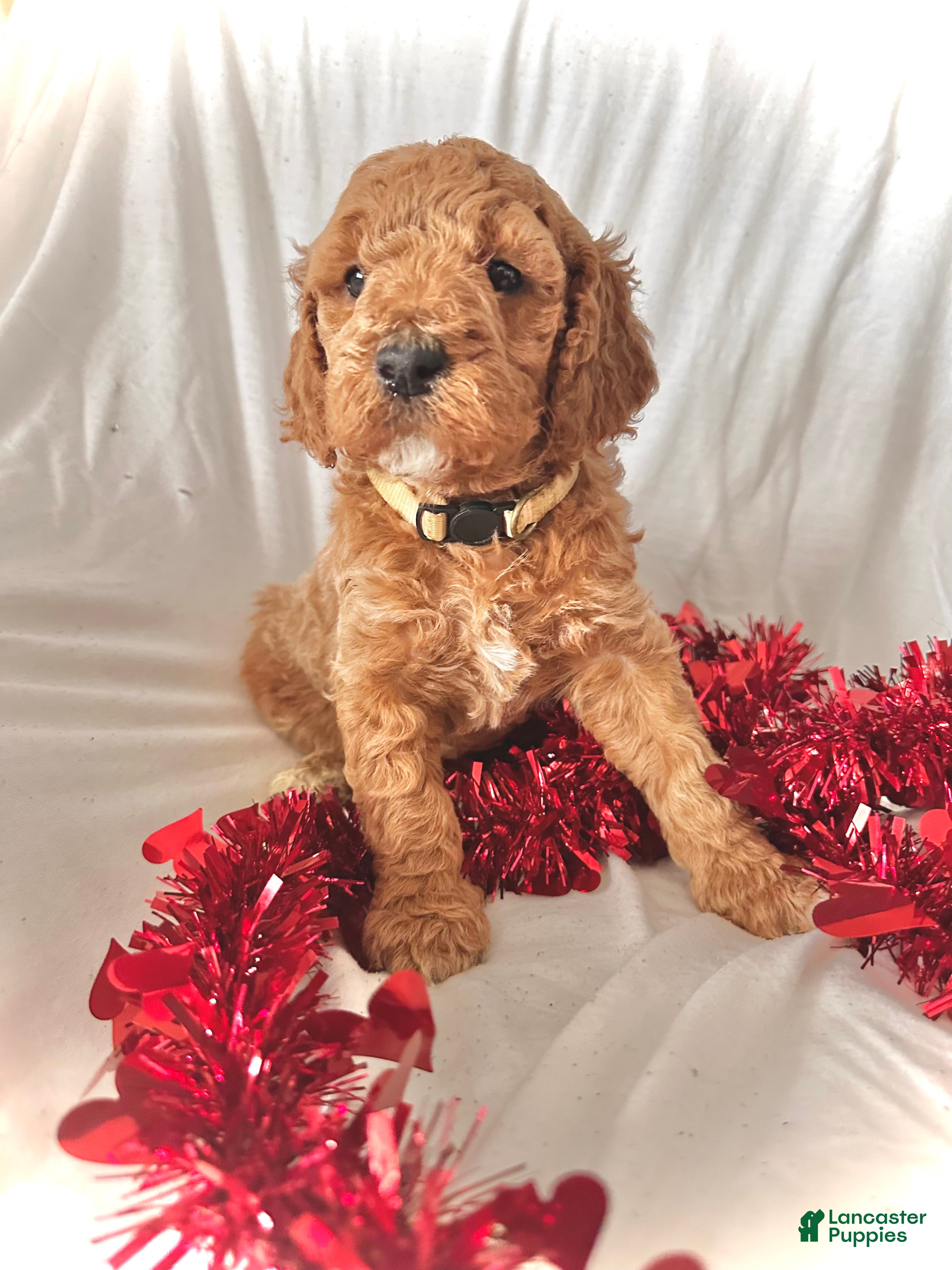 Irish Doodle dogs Eve-In home raised - Ad 2