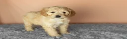 Mixed Breed dogs for sale: Brutus  - Ad 4