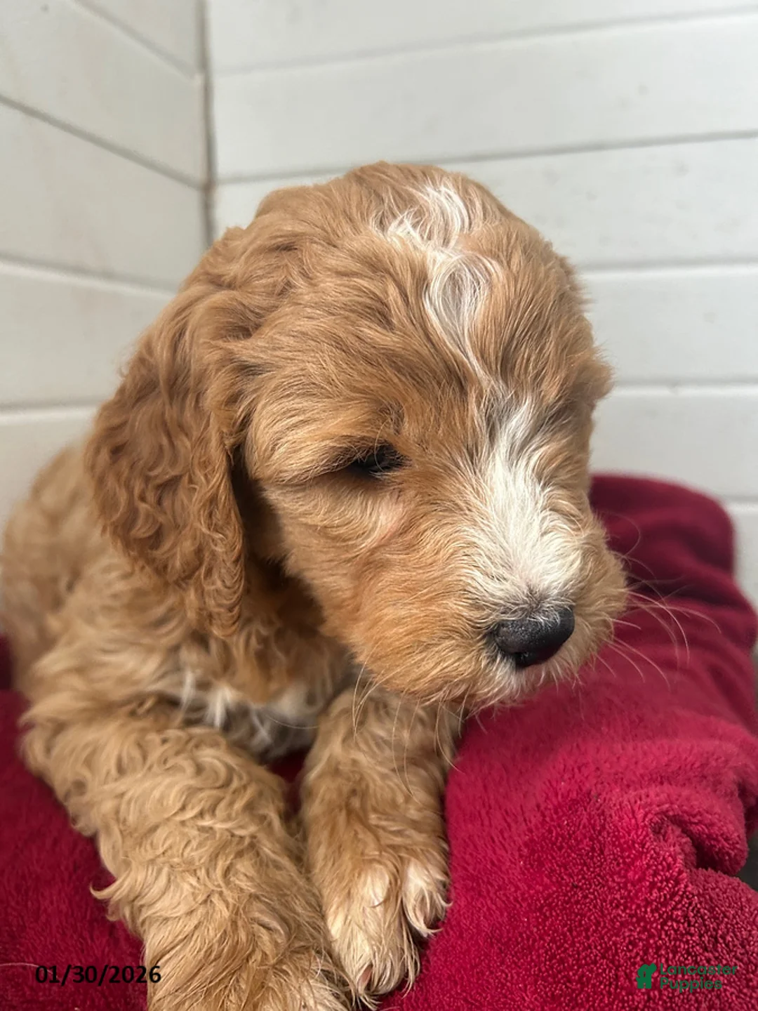 Mini Goldendoodle dogs for sale: Hyacinth - Ad 1