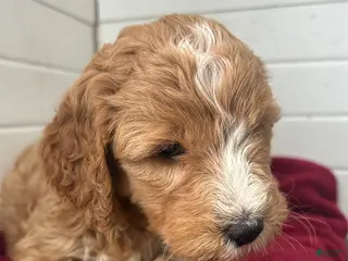 Mini Goldendoodle dogs for sale: Hyacinth - Ad 1