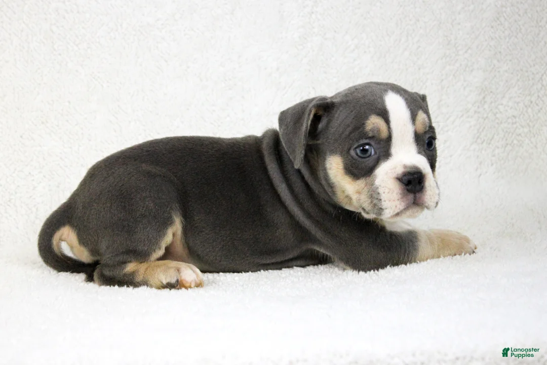 American Bully dogs for sale: Blue Tri Female 2 - Ad 4