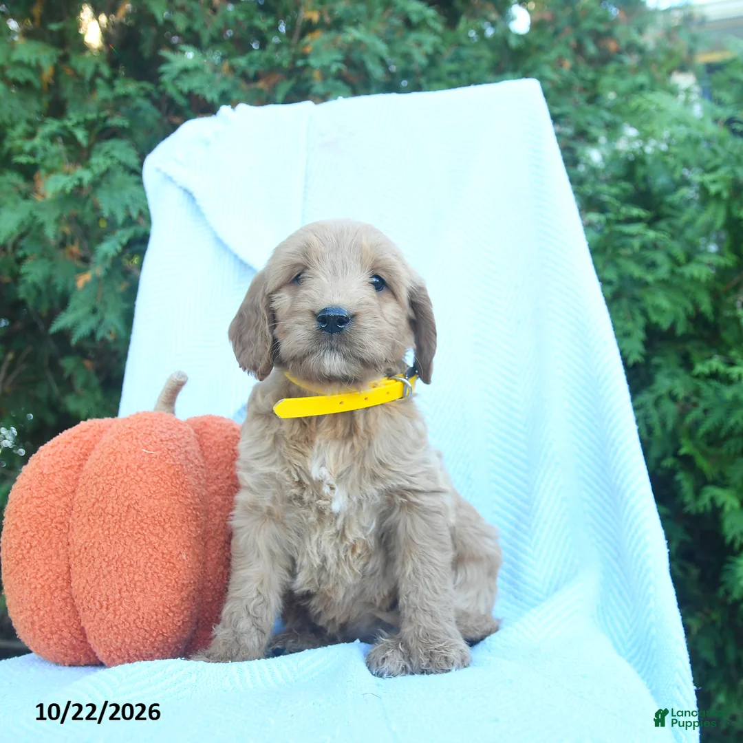Goldendoodle dogs for sale: Windy  - Ad 2