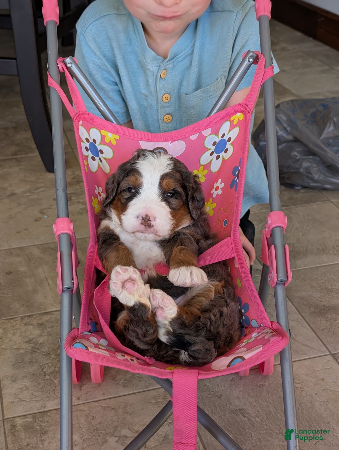 Mini Bernedoodle dogs for sale: Mini Marlo  - Ad 5