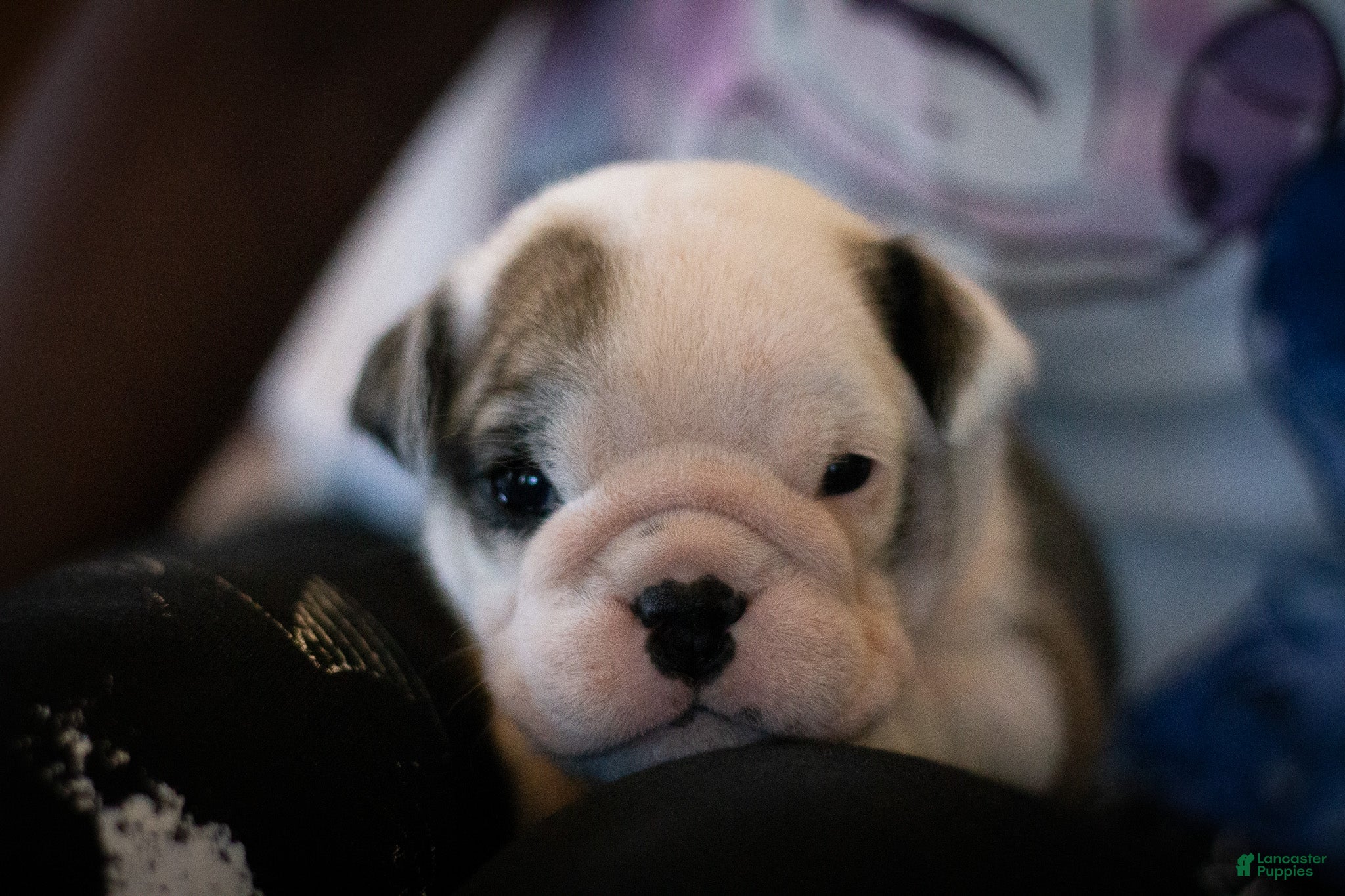 English Bulldog dogs Luna - Ad 1
