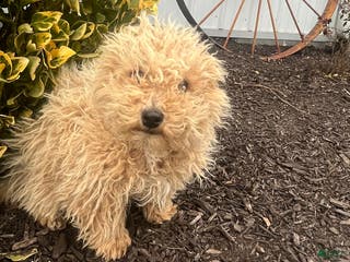 Bichpoo dogs for sale: Max - Ad 3