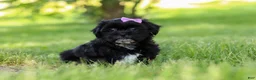 Shih Tzu dogs for sale: Layla - Ad 4