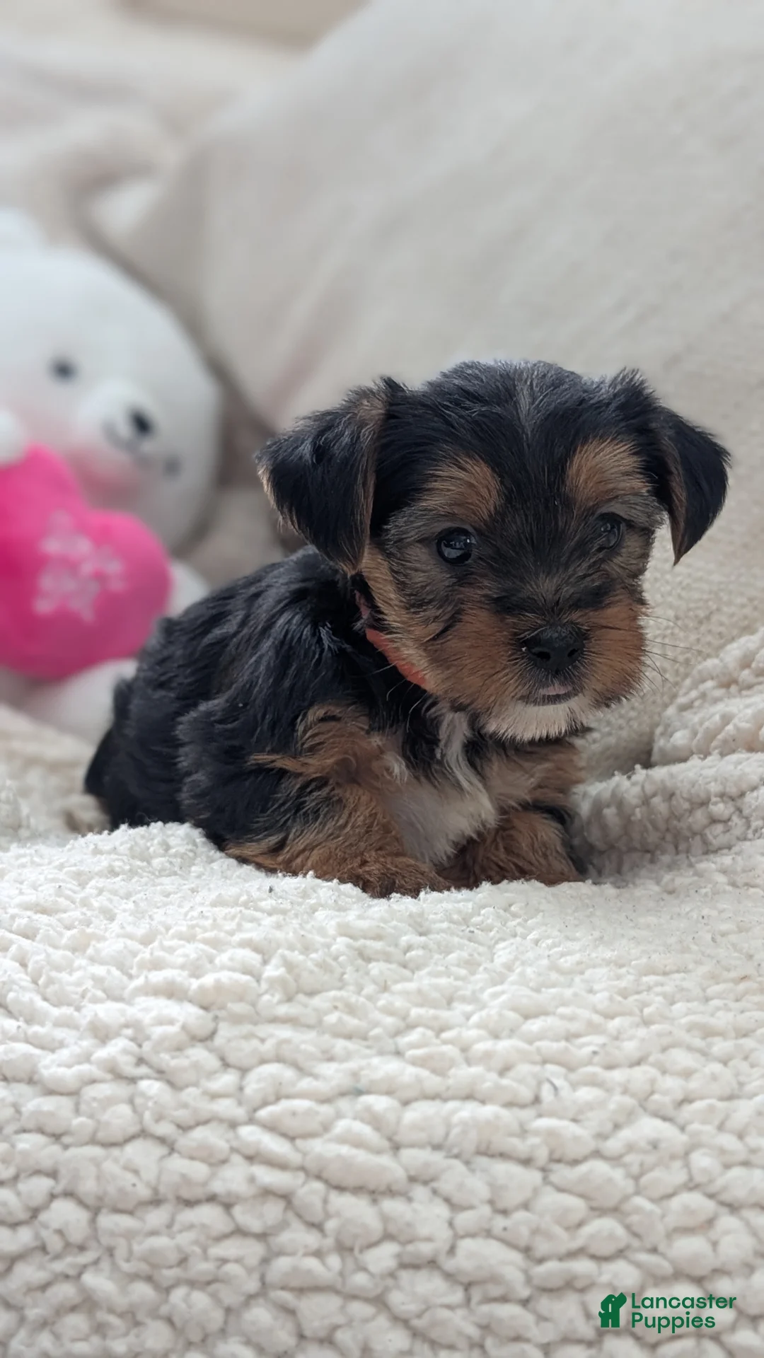 Yorkshire Terrier dogs for sale: Andor - Ad 3